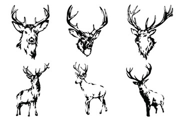 Deer vector black and white hand drawn illustration.