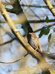 Song Thrush (Turdus philomelos) taken in the UK