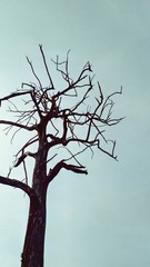 tree on a black background