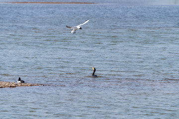 Fototapeta na wymiar Great Cormorant (Phalacrocorax carbo) being attacked by a black headed gull, taken in the UK