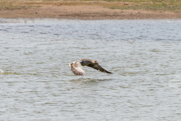 Greylag Goose (Anser anser), taken in the UK