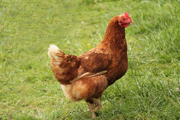 A Brown Egg Laying Farm Hen Chicken.