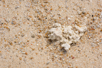 sea ​​coral on the light sand soft sunlight close up