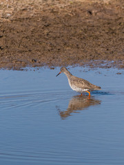 Redshank (Tringa totanus) wadi9ng through water, taken in the UK