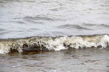 Wooden snag on stone seashore on a summer day