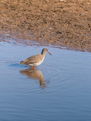 Redshank (Tringa totanus) wadi9ng through water, taken in the UK