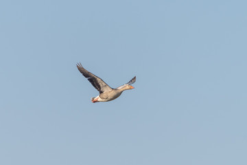 Greylag Goose (Anser anser), taken in the UK