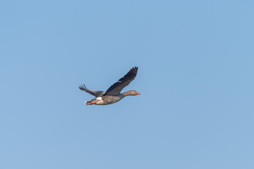 Greylag Goose (Anser anser), taken in the UK