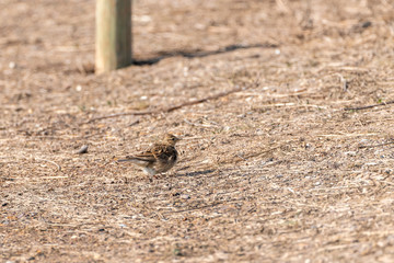 Eurasian skylark (Alauda arvensis)