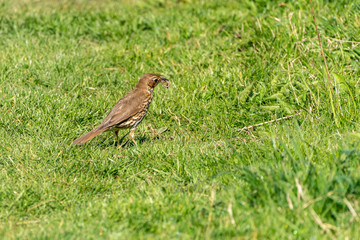 Song Thrush (Turdus philomelos) taken in the UK