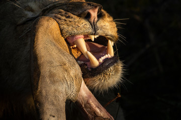 Lion gnawing on Kudu