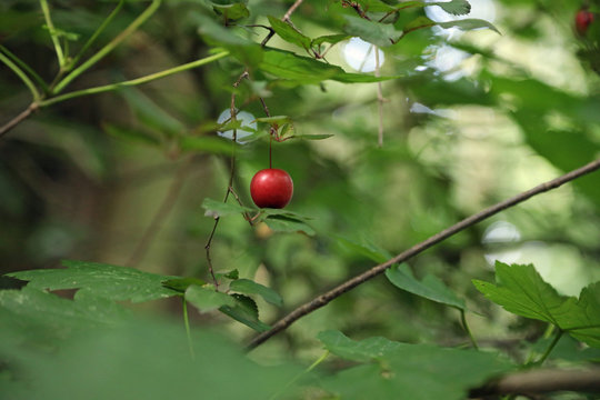 Wildkirsche