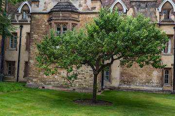 Fototapeta na wymiar Newton apple tree -cambridge university 