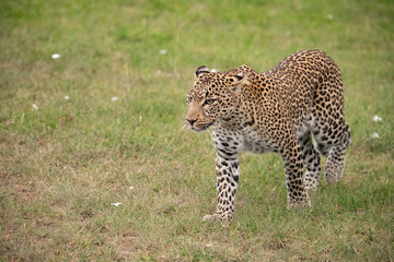 Fototapeta na wymiar Leopard in the short grasses of the Masai mara