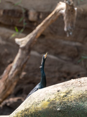 Anhinga (Anhinga anhinga), taken in Costa Rica