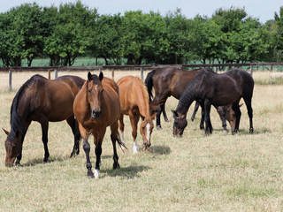 Grazing Herd of Horses