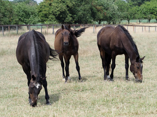 grazing Herd of Horses
