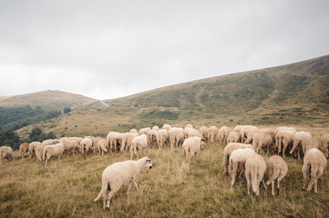 herd of mountain sheep grazing in a field in foggy rainy weather