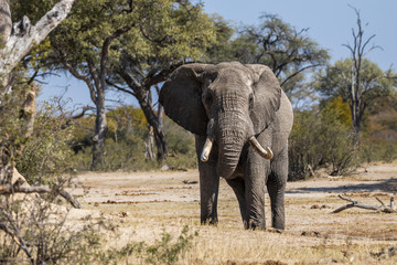 Fototapeta na wymiar Safari Elephant
