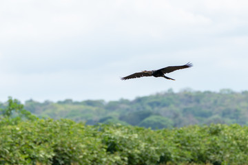 Obraz na płótnie Canvas Anhinga (Anhinga anhinga), taken in Costa Rica