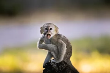 Manisch © Charles