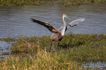 Goliath Heron