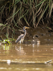 Tricolored Heron (Egretta tricolor) eating a shrimp in Costa Rica