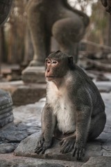 Singe au temple Angkor Vat Cambodge