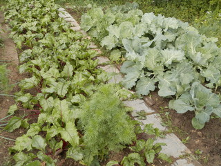 beet and cabbage beds in my garden
