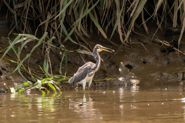 Tricolored Heron (Egretta tricolor) eating a shrimp in Costa Rica