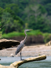 Great Blue Heron (Ardea herodias) in Costa Rica