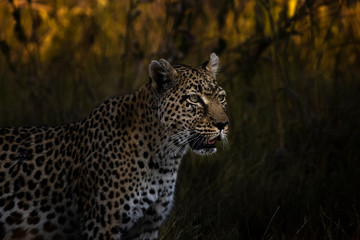Fototapeta na wymiar Leopard in the shade