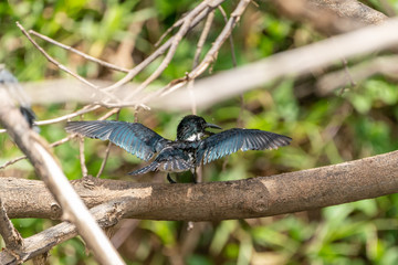 Amazon Kingfisher (Chloroceryle amazona) in Costa Rica