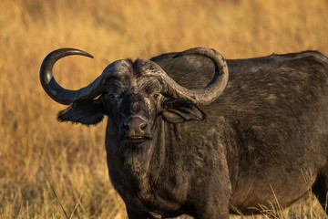 Naklejka premium Bull Buffalo