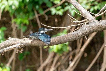 Amazon Kingfisher (Chloroceryle amazona) in Costa Rica