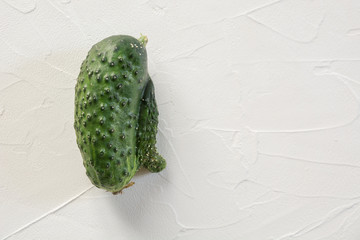 Ugly cucumber. Concept organic vegetables. Close up.