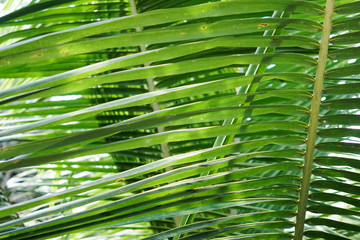 Tropical palm leaves, floral pattern background