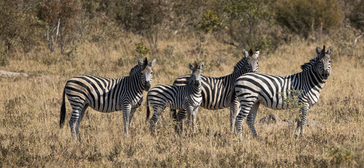 Fototapeta na wymiar Zebra of Zimbabwe