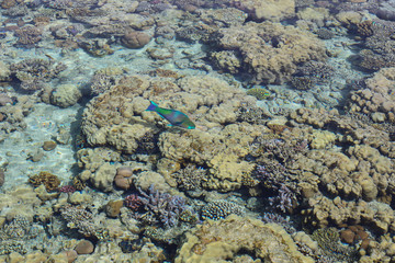 coral reef with fish