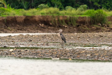 Great Blue Heron (Ardea herodias) in Costa Rica