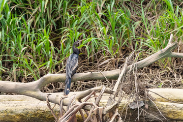 Anhinga (Anhinga anhinga), taken in Costa Rica