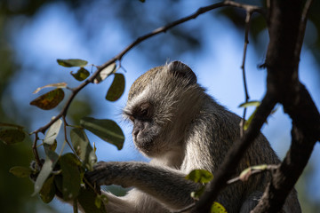 Contemplative Vervet Monkey