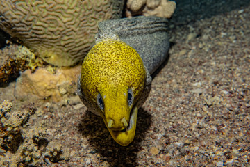 Moray eel Mooray lycodontis undulatus in the Red Sea, eilat israel