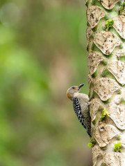 Red-crowned Woodpecker (Melanerpes rubricapillus) in Costa Rica