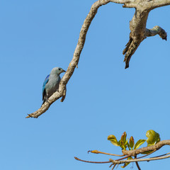 Blue-Gray Tanager (Thraupis episcopus) in Costa Rica