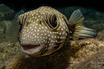 Fish swim in the Red Sea, colorful fish, Eilat Israel © yeshaya