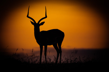 silhouette of African Antelope in Masai Mara