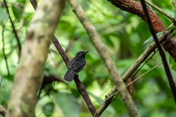 Black-hooded Antshrike (Thamnophilus bridgesi) in Costa Rica