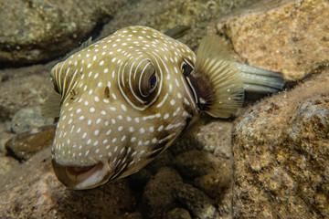 Fish swim in the Red Sea, colorful fish, Eilat Israel