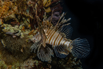 Lion fish in the Red Sea colorful fish, Eilat Israel